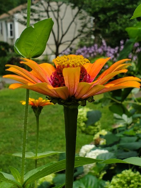 Orange Zinnia.jpg