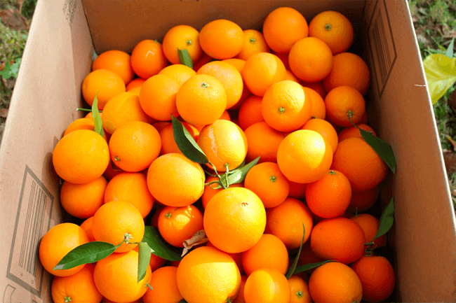 oranges.png