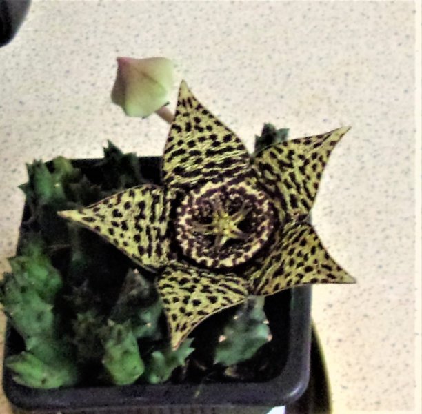 Orbea variegata (2).JPG