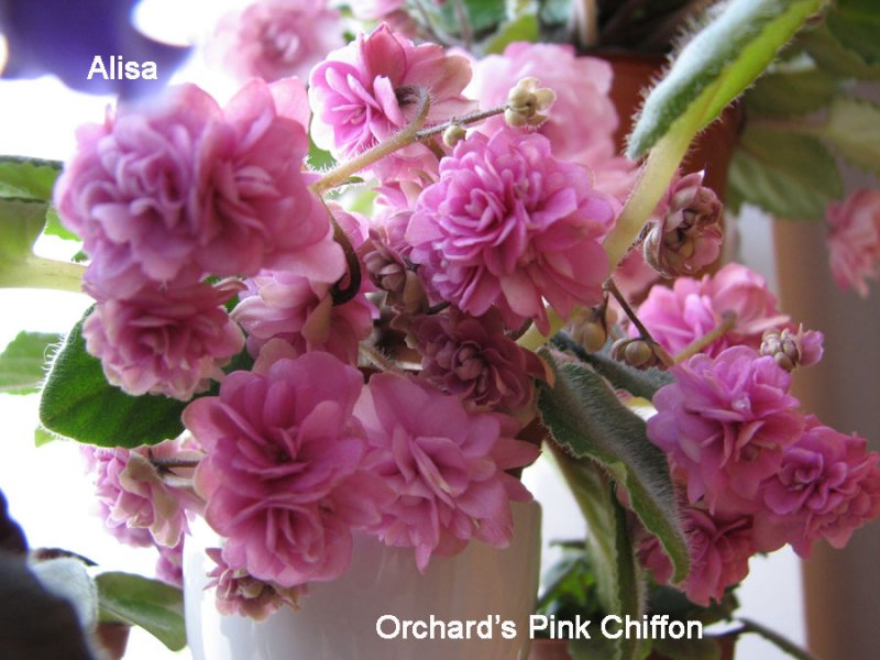 orchads_pink_chiffon-(2).jpg