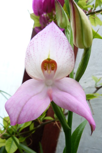 orchid 012.jpg