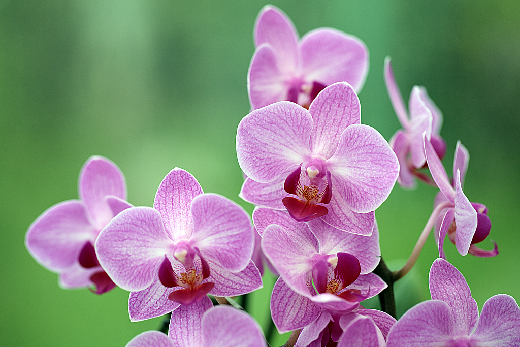 Orchid-3.jpg