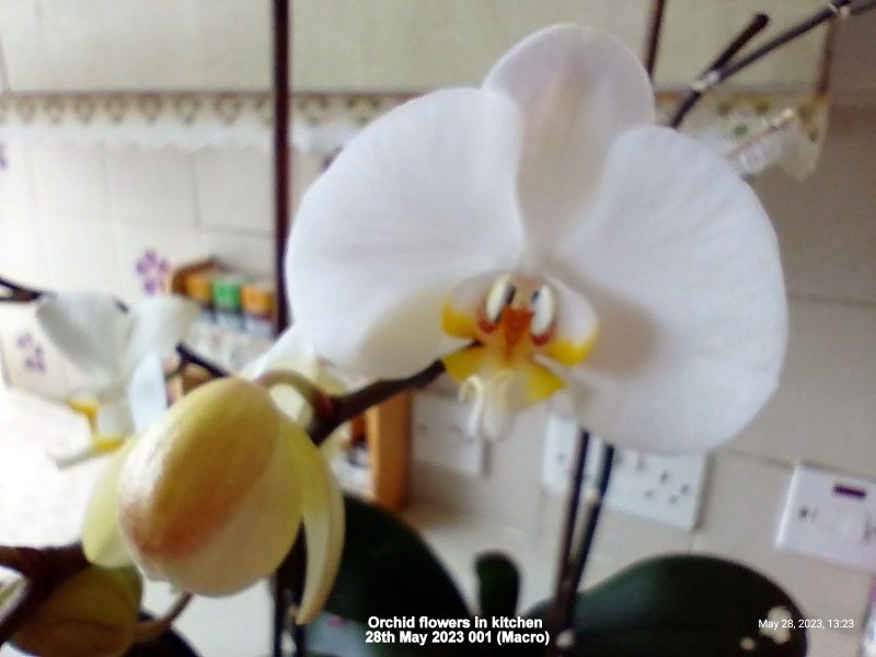 Orchid flowers in kitchen 28th May 2023 00 (Macro).jpg