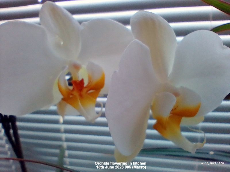 Orchids flowering in kitchen 15th June 2023 005 (Macro).jpg