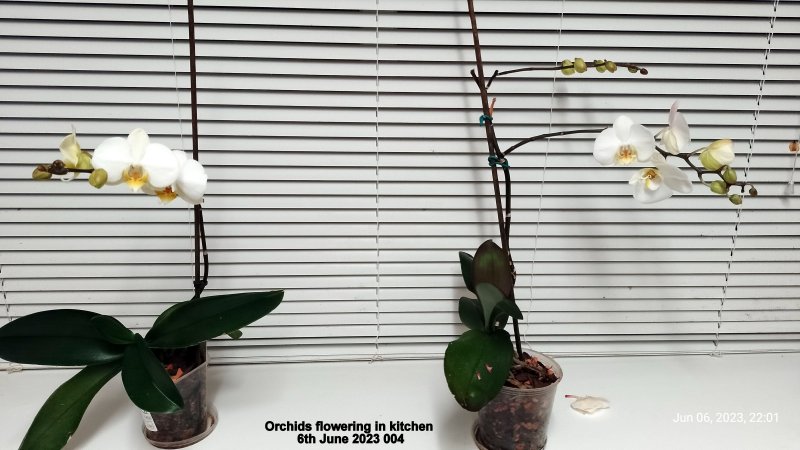 Orchids flowering in kitchen 6th June 2023 004.jpg