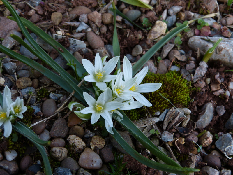 Ornithogalum fimbriatum 1.JPG