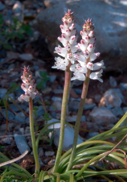 Ornithogalum fimbriatum 2.JPG