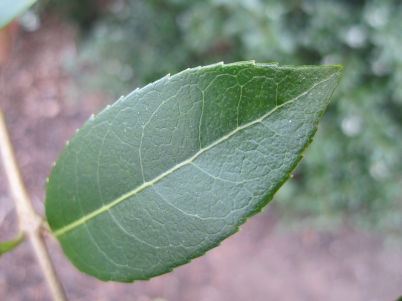 OSMANTHUS  BURKWOODII 27-04-2010 11-27-57.JPG