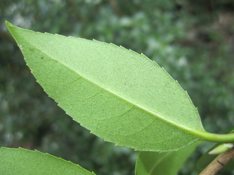 OSMANTHUS  BURKWOODII 27-04-2010 11-28-51.JPG