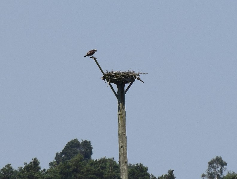 Osprey (1).JPG