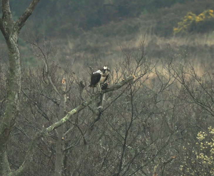 osprey 5.JPG