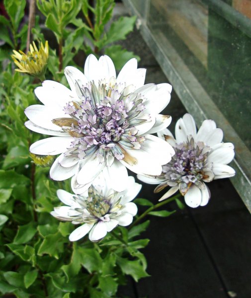 Osteospermum.jpg