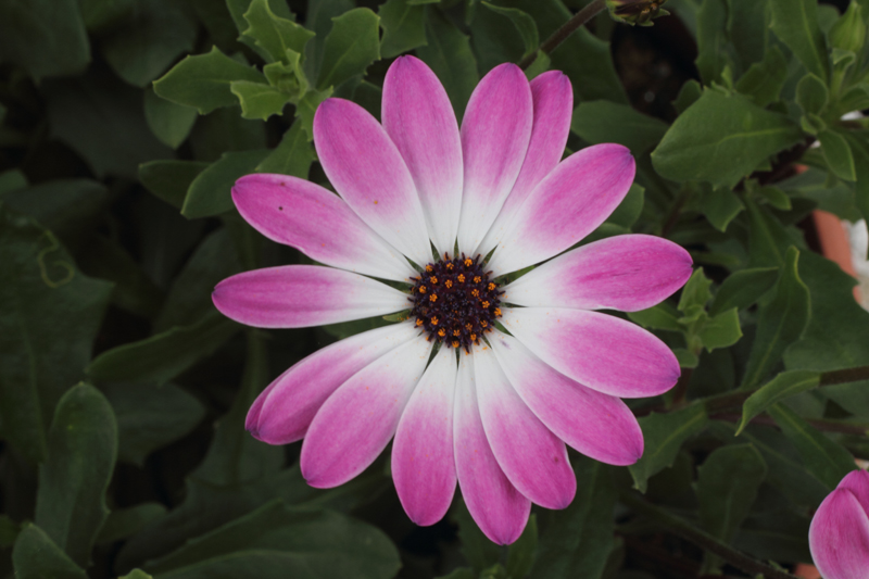 Osteospermum.jpg