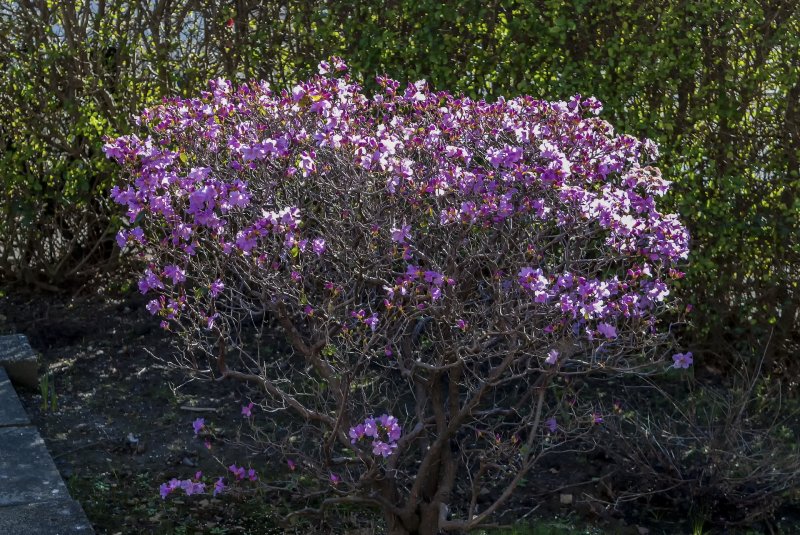 Our old Azalea 7-3-22.jpg