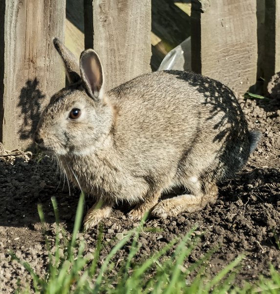 Our rabbit 25-3-22.jpg