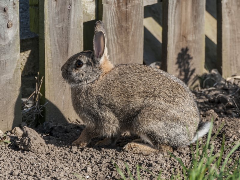 Our regular rabbit visitor 25-3-22.jpg