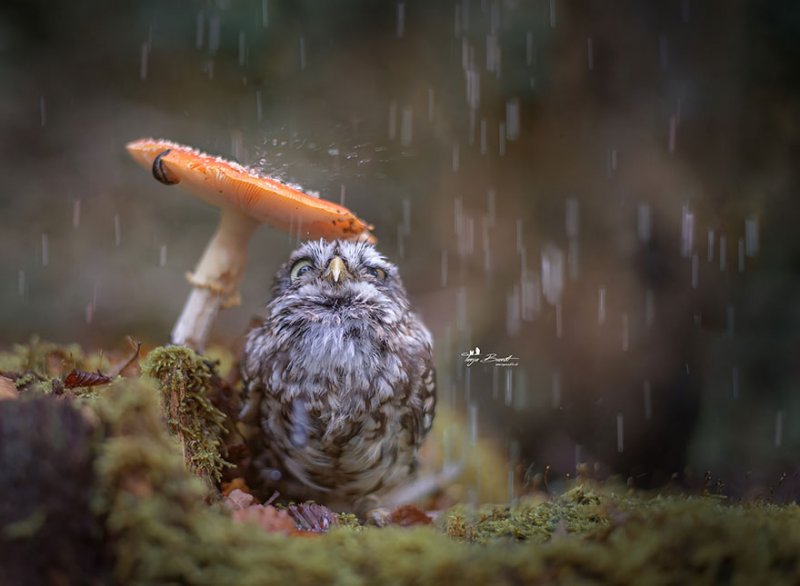 owl-and-mushrooms-tanja-brandt-1__880.jpg