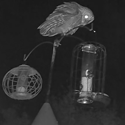 Owl on feeder.jpg