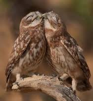 owls kiss.jpg