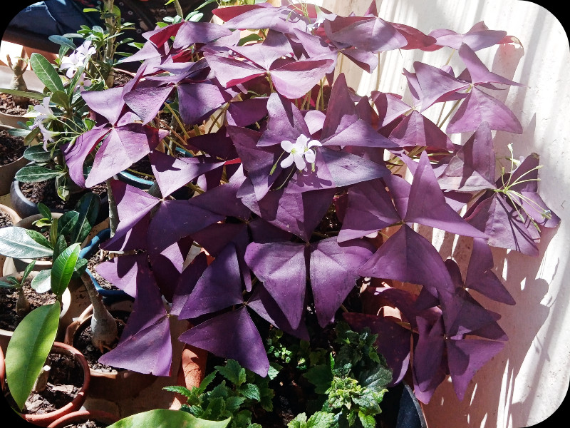 Oxalis Purpurea2 2 Aug 24.jpg