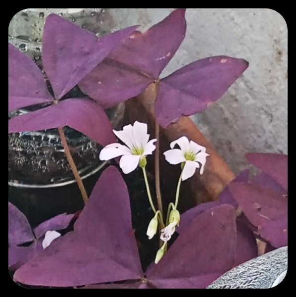 Oxalis tri 22 Dec 22.jpg