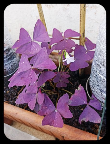 Oxalis triangularis 11 Dec 22.jpg