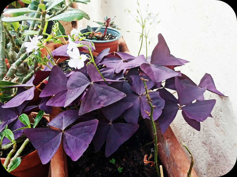 Oxalis triangularis 23 Mar 24.jpg