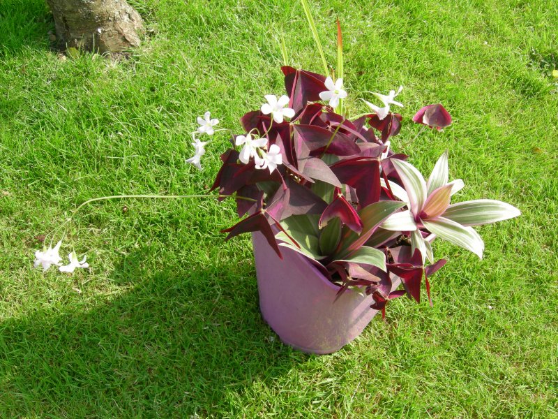 Oxalis Triangularis Cupido, Tradescanthia & Japanese blood grass 001.JPG