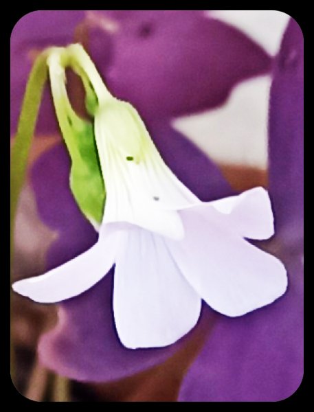 Oxalis triangularis Flower 11 Dec 22.jpg