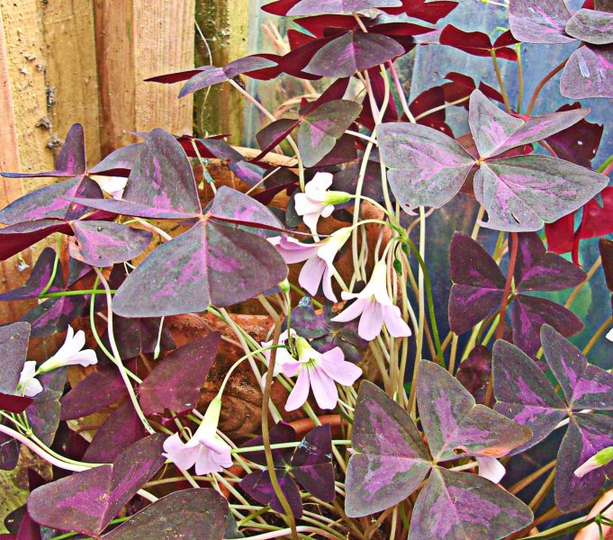 Oxalis triangularis.jpg