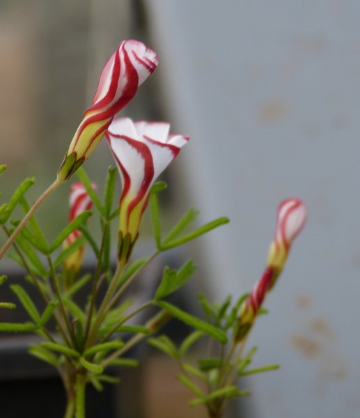 Oxalis versicolour.JPG