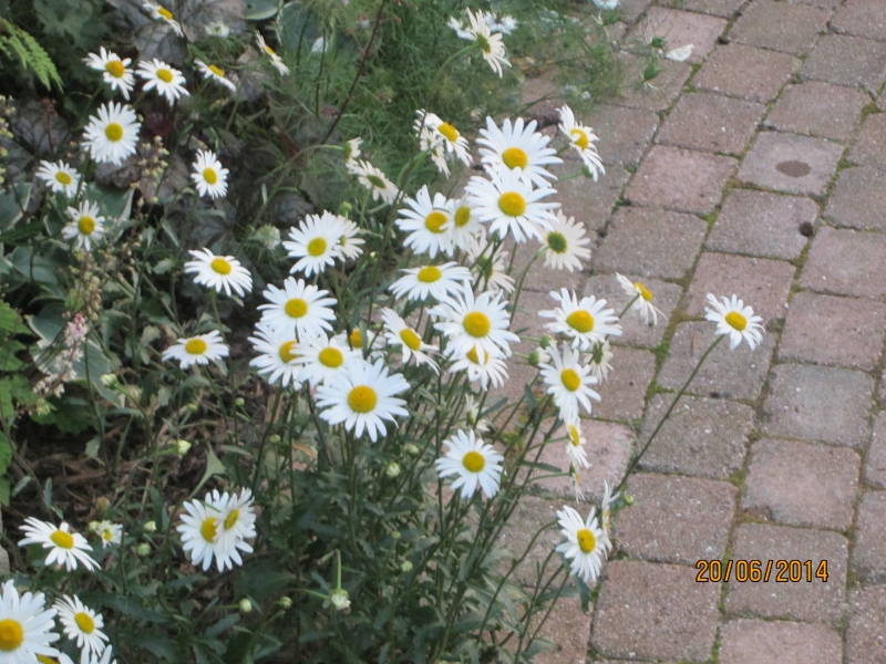 oxeyesjune2.jpg