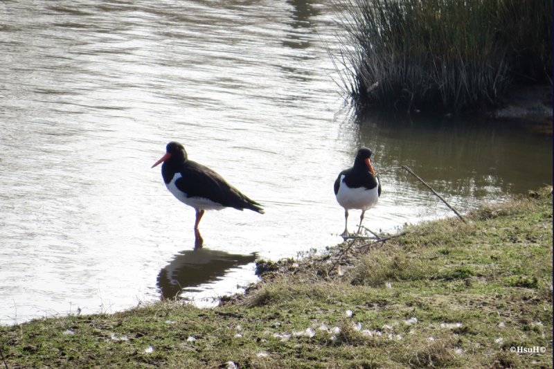 Oyster catcher (6).jpg