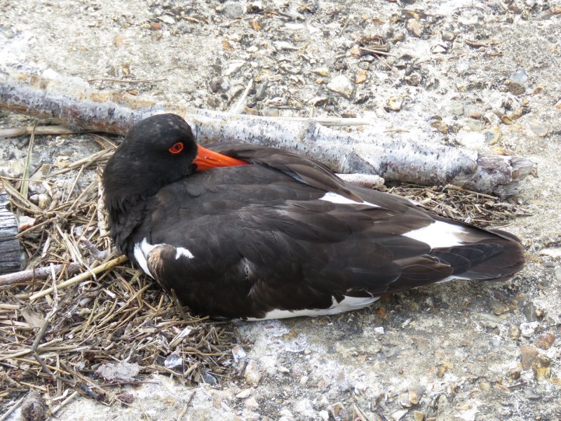 Oystercatcher.JPG