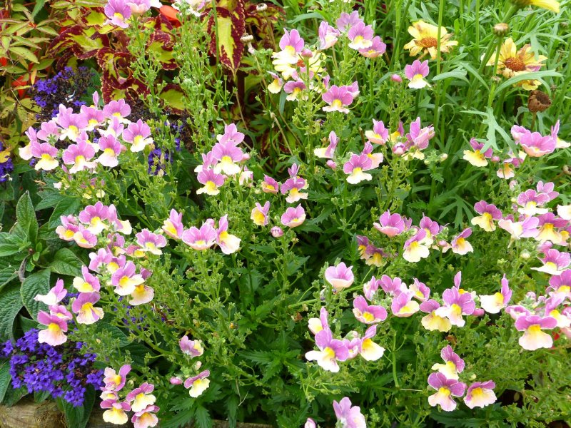 P1390nemesia.jpg