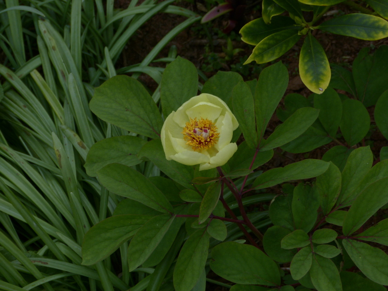 Paeonia mlokosewitschii.JPG