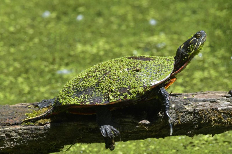 Painted Turtle.jpg