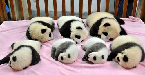 Panda Babes.jpeg