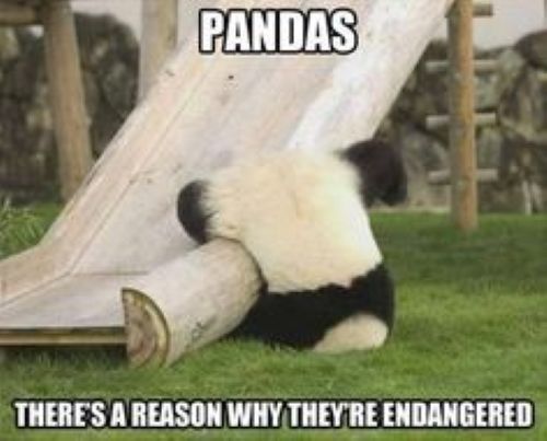 Panda.jpg