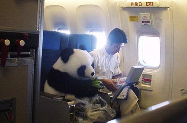 panda on plane.jpg