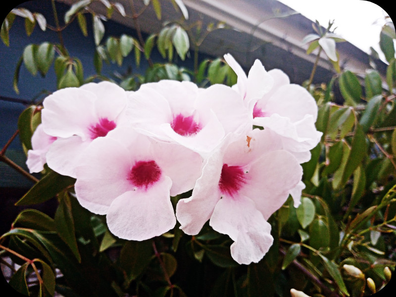 Pandorea jasminoides1 24 Mar 24.jpg