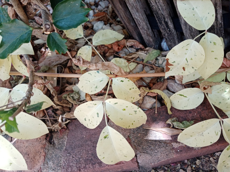 Pandorea White Leaves 23 Jul 22.jpg