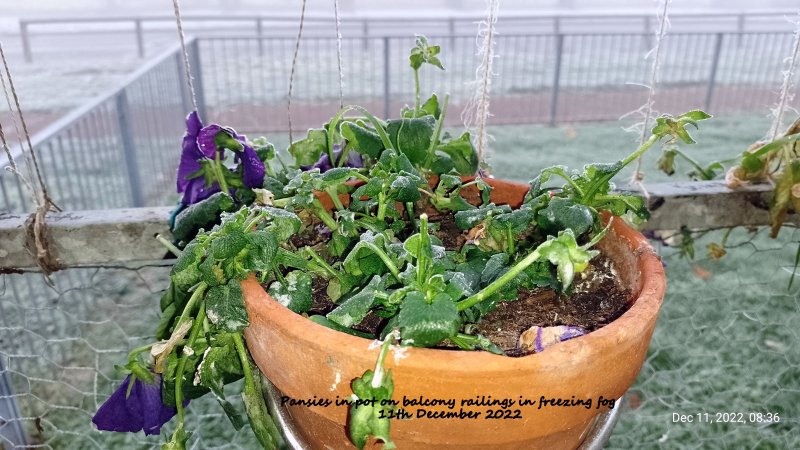 Pansies in pot on balcony railings in freezing fog 11th December 2022.jpg