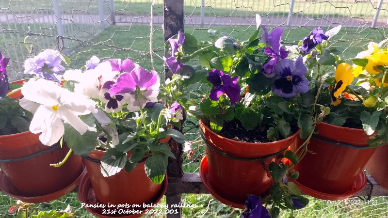 Pansies in pots on balcony railings 21st October 2022 001.jpg