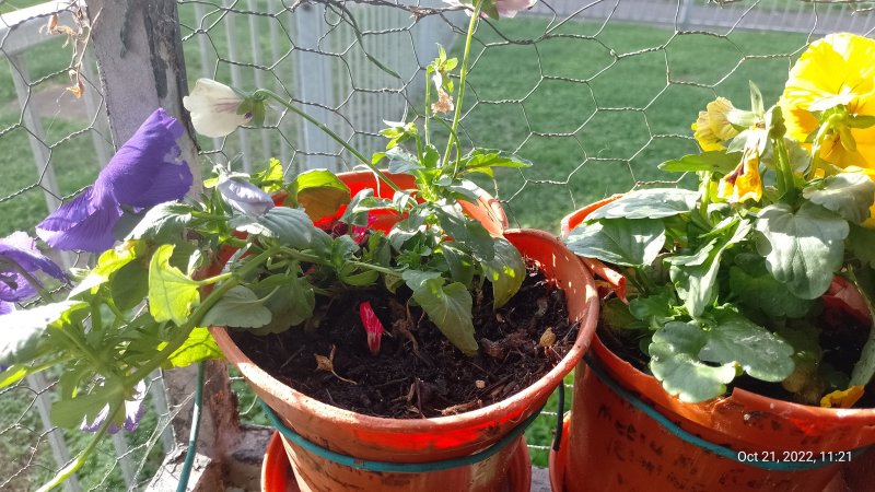 Pansies in pots on balcony railings 21st October 2022 002.jpg