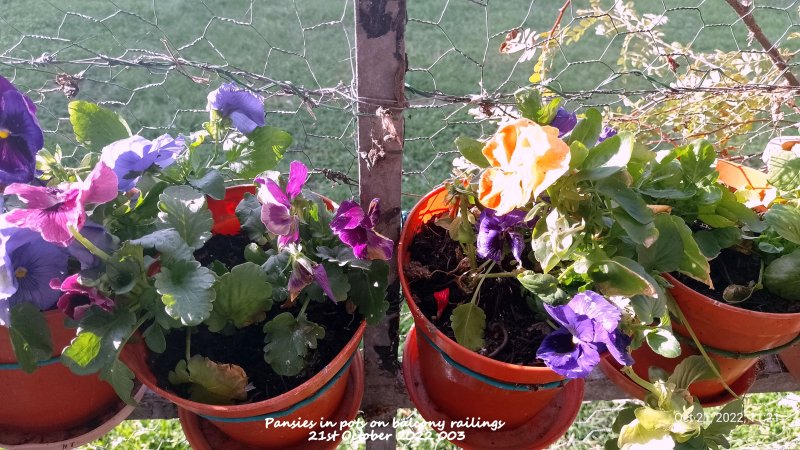 Pansies in pots on balcony railings 21st October 2022 003.jpg