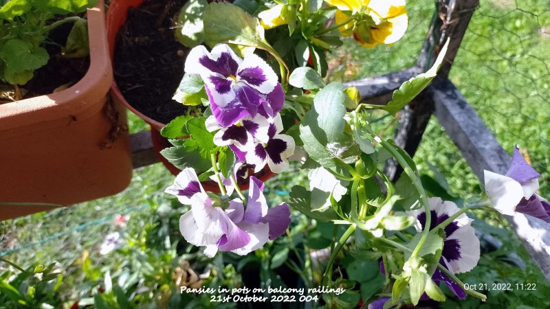 Pansies in pots on balcony railings 21st October 2022 004.jpg