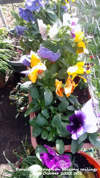 Pansies in trough on balcony railings 21st October 2022 001.jpg