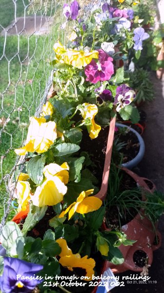 Pansies in trough on balcony railings 21st October 2022 002.jpg