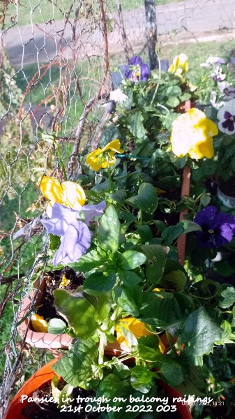 Pansies in trough on balcony railings 21st October 2022 003.jpg